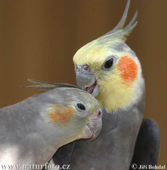 cockatiel-30498.jpg