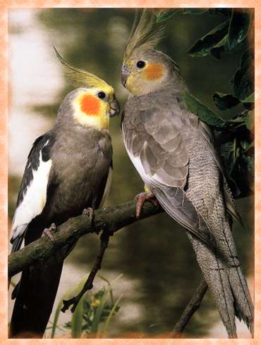 cockatiel3.jpg