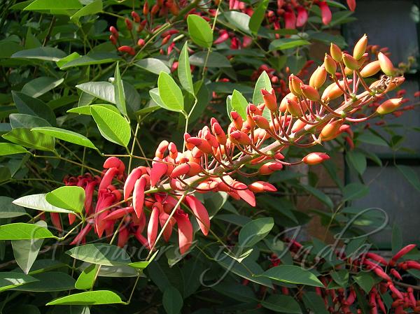 Cockspur%20Coral%20Tree.jpg