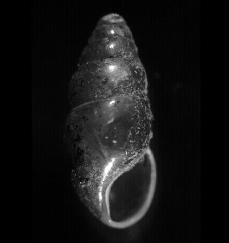 Coclub.500x500.jpg