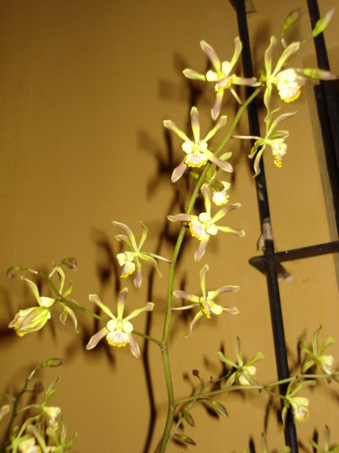 coco-bellatulum001.jpg