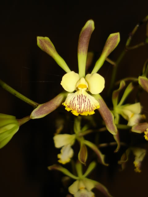 coco-bellatulum004.jpg