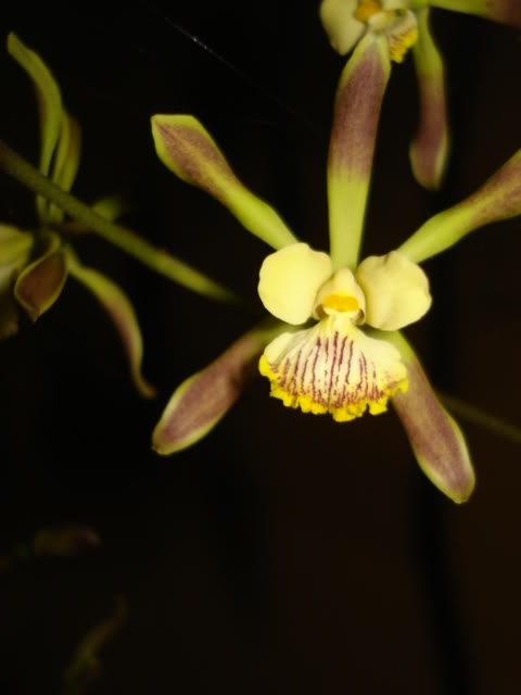 coco-bellatulum005.jpg