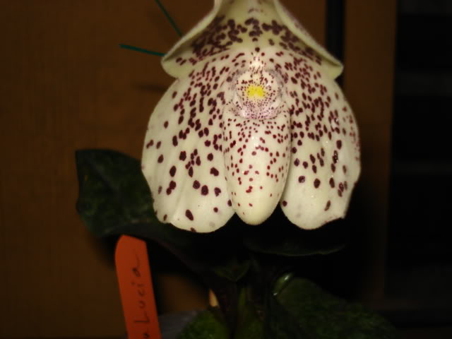 coco-bellatulum008.jpg
