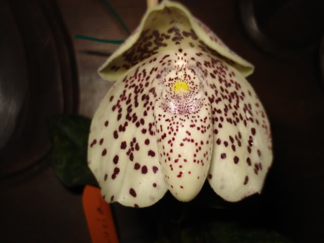 coco-bellatulum010.jpg