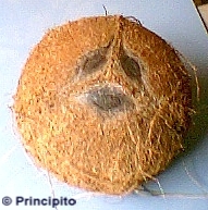 coco.JPG