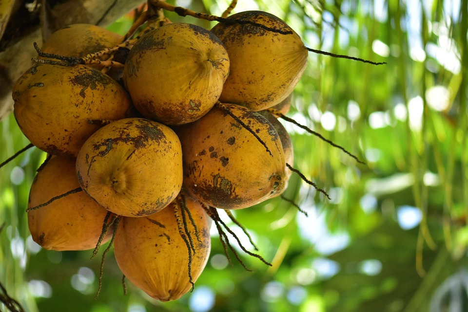 coconuts-3073987_960_720.jpg