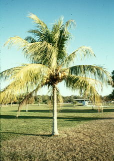Cocos_nucifera,I_TQBH11796.jpg