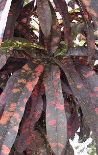 Codiaeum_variegatum.jpg