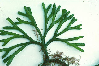 codium+tomentosum.jpg