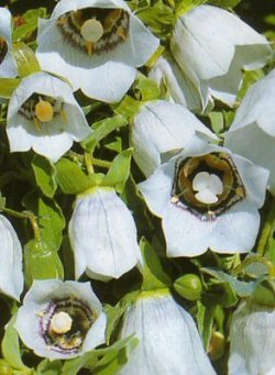 Codonopsis_clematidea.jpg
