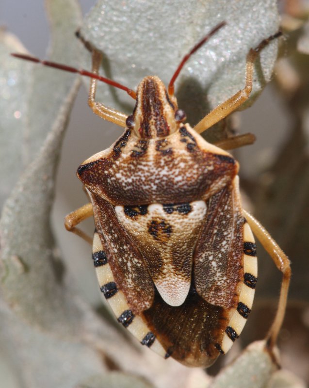 Codophila%20varia%203.jpg
