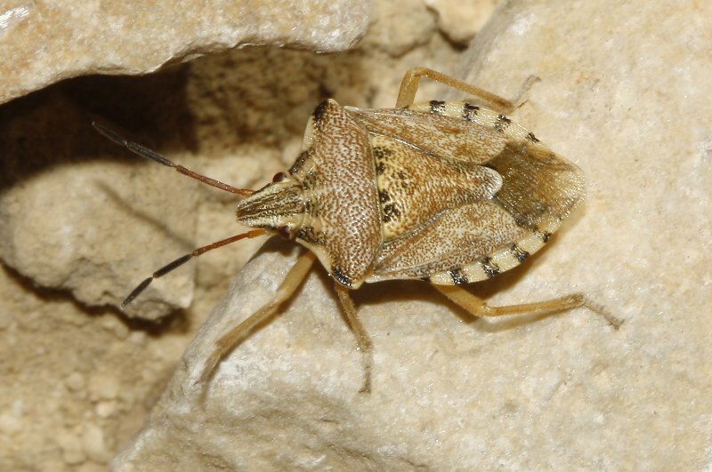 Codophila%20varia_4911.jpg