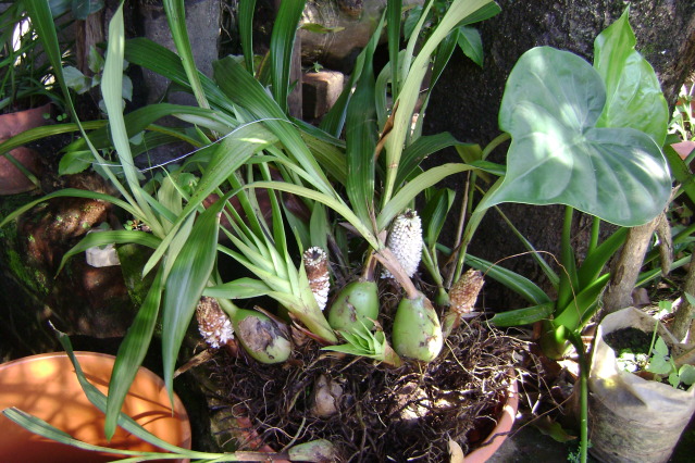 Coeliadensiflora10.jpg