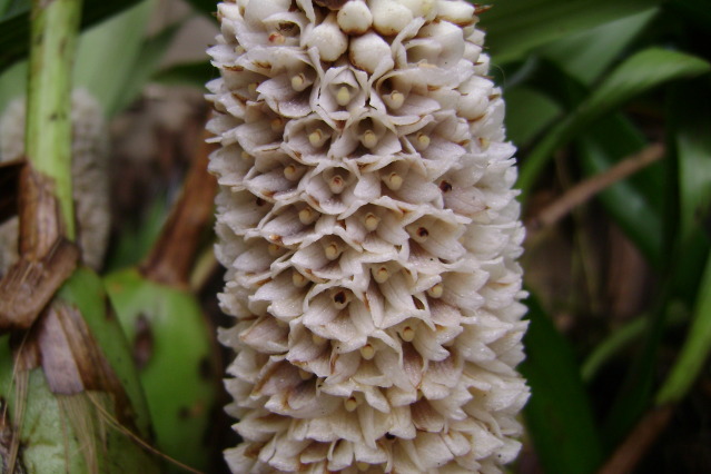 Coeliadensiflora13.jpg