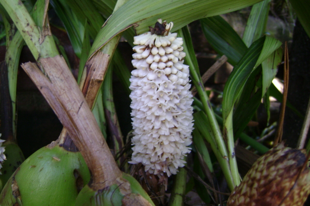 Coeliadensiflora7.jpg