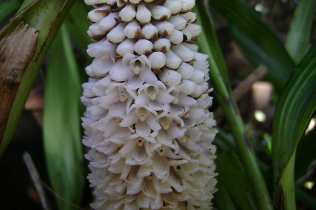 Coeliadensiflora8.jpg