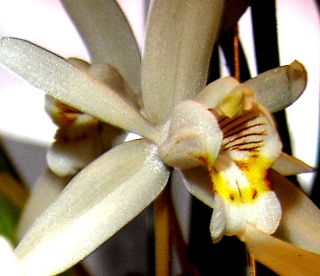 coelogyne%20flaccida%20lip%20detail.jpg