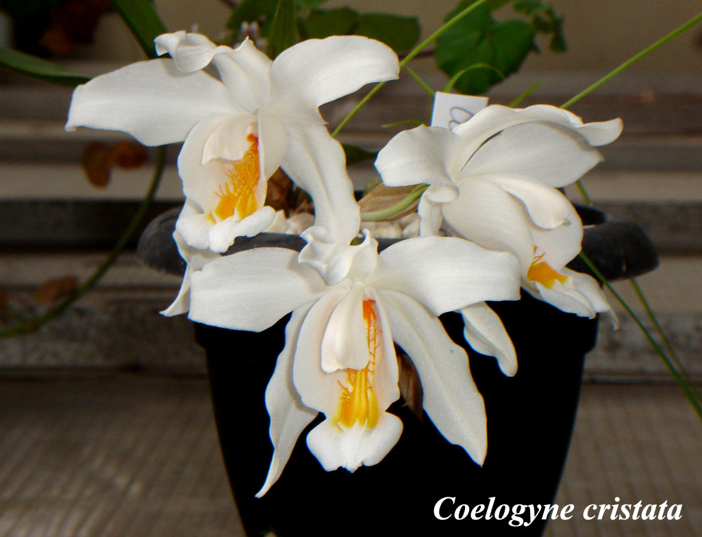 coelogyne.jpg