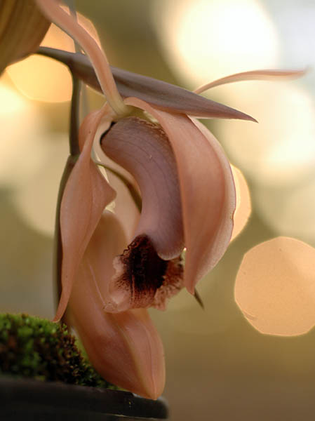 coelogynexyrekes1_225.jpg