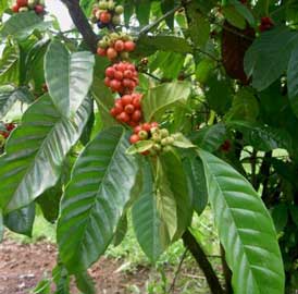 coffea-arabica-cafeto.jpg