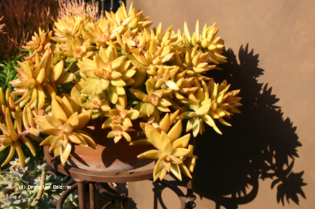 Cohen-Sedum-nus.jpg