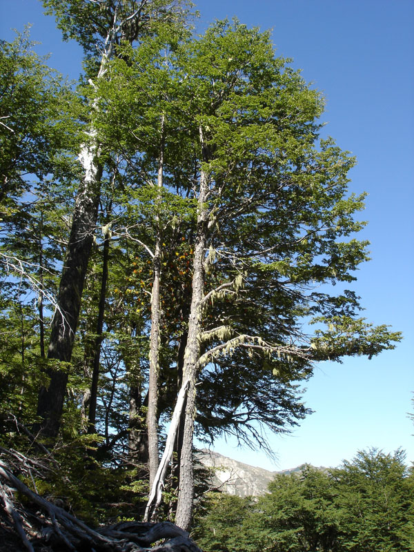coihue001.jpg