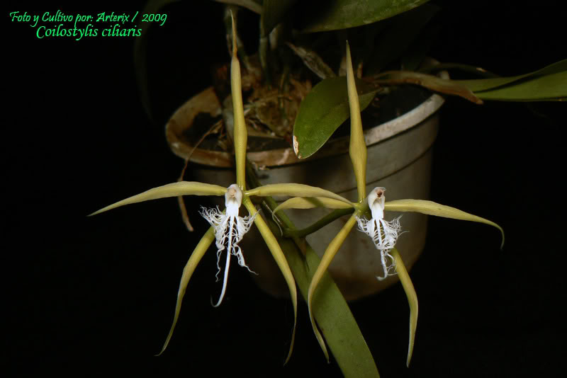 Coilostylis_ciliaris_01.jpg