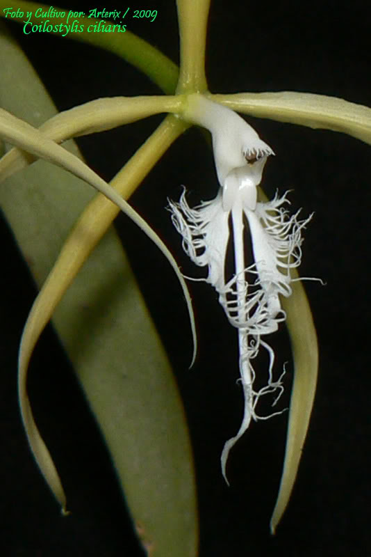 Coilostylis_ciliaris_02.jpg