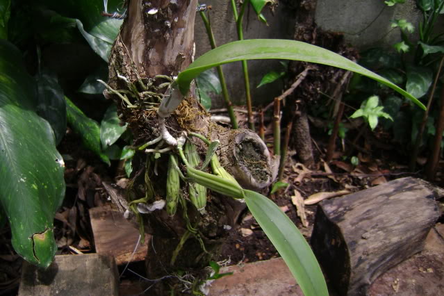 Coilostylisciliaris5.jpg