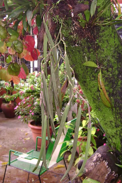 Coilostylisparkinsoniana1.jpg