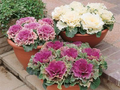 col_ornamental.jpg