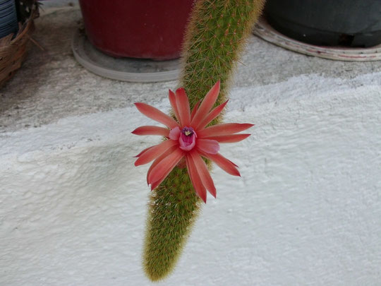 cola-de-mono-en-flor.jpg