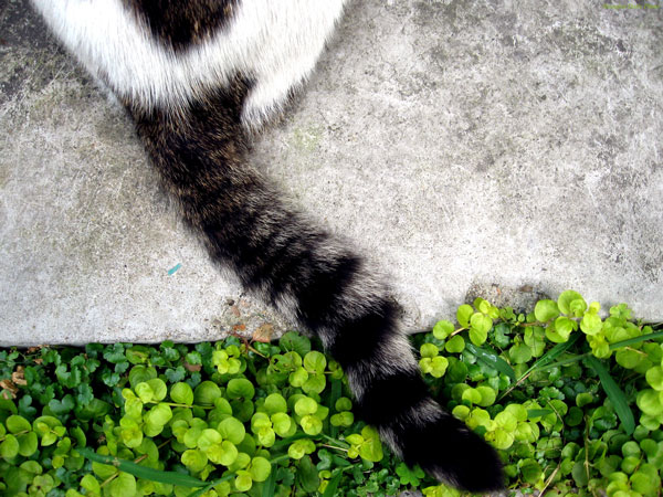 cola-gatos.jpg