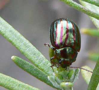 coleoptero%7E0.jpg