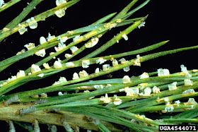 coleosporium.jpg