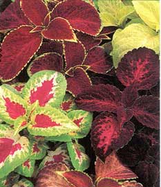 coleus-blumei.jpg