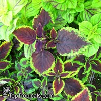 coleus036s.jpg