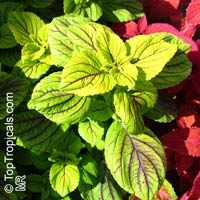 coleus047s.jpg