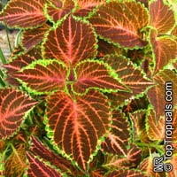 coleus063s.jpg