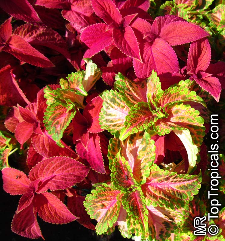 coleus064.jpg