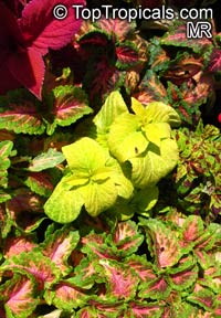 coleus065s.jpg