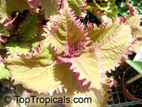 coleus2805s.jpg