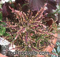 Coleus_blumei689s.jpg