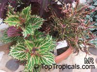 Coleus_blumei690s.jpg