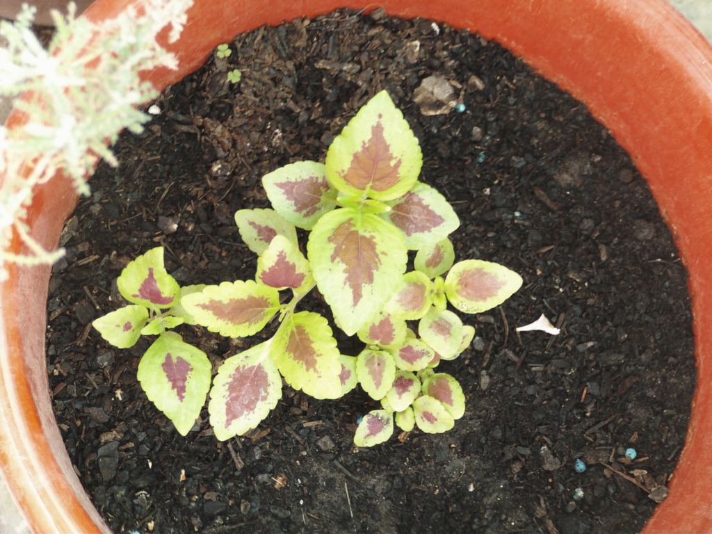 Coleusarcoiris.jpg