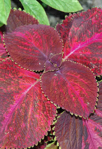 ColeusMagma.jpg