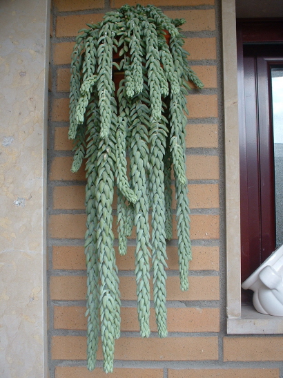 colgante.jpg