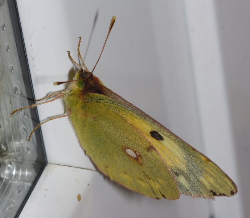 Colias%20crocea_2454.jpg