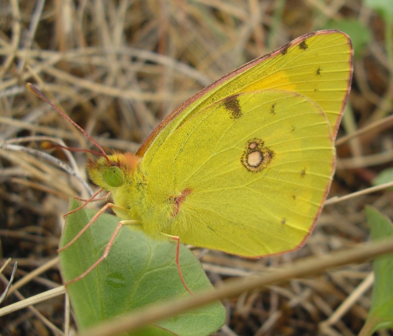 Colias%20sp_10234.jpg